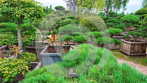 Topiary forms using the niwaki technique in the coniferous nursery