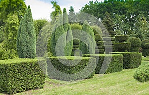 Topiary in the garden