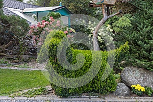 Topiary garden bush cut into a dog shape