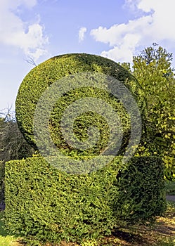 Topiary garden with shrub trimmed into shape