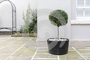 Topiary garden tree in a pot with decorative pebble base standing in an English stately home courtyard