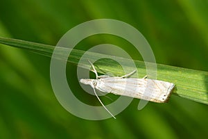 Topiary Grass-veneer Moth - Chrysoteuchia topiarius