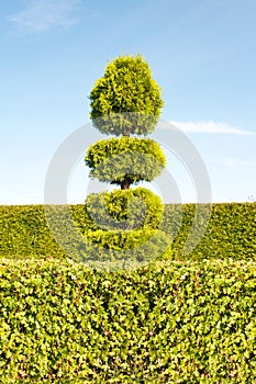 Topiary green tree with hedge on background in ornamental garden