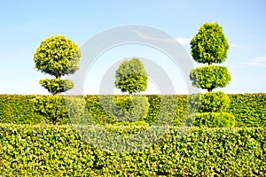 Topiary green trees with hedge on background in ornamental garden.