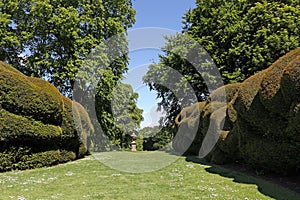 Topiary hedges along a path