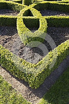 Topiary hedging photo
