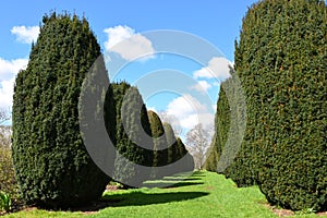 Topiary, Hinton Ampner House and Garden, Hampshire, England.