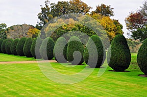 Topiary, Montacute House,Somerset, England