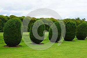 Topiary, Montacute House,Somerset, England