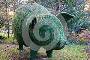 Topiary pig