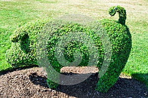 Topiary Pig from an English Garden