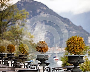 Topiary Plants on Patio in Italy