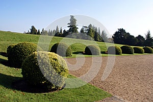 Topiary round bushes or trees.