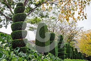 Topiary shaped trees, japan garden horticulture cut tree