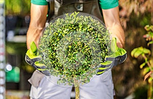 Topiary Shrub Shaping Well Done