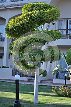 Topiary spiral formed tree