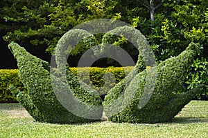 Topiary swans love heart