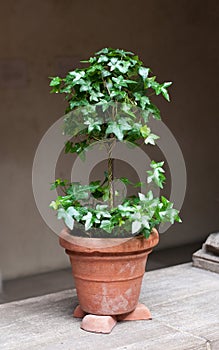 Topiary in a terracotta pot with risers