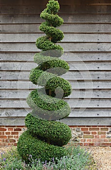 Topiary Tree