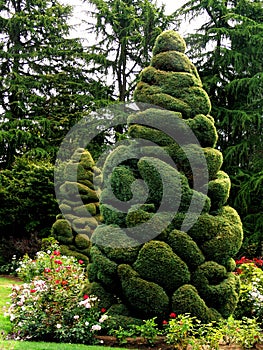 Topiary Tree