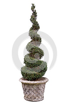 Topiary tree - Box.