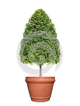 Symmetric cone shape trim topiary tree on clay pot isolated on white background for outdoor and garden design photo