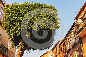 Topiary tree in the form of a cylinder