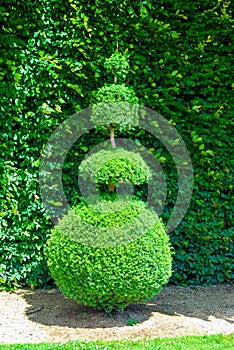 Topiary tree