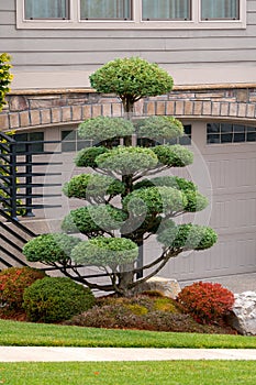 Topiary Tree in Home Frontyard