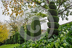 Topiary tree horticulture spiral cut thuja spruce pine many garden