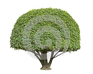 Topiary tree isolated