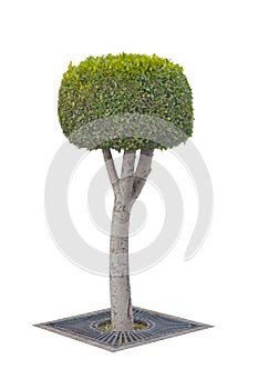 Topiary tree isolated on white