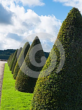 Topiary trees