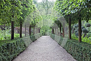 Topiary trees, hedge by a walkway in a green garden