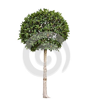 Topiary trees in the pot isolated on white background