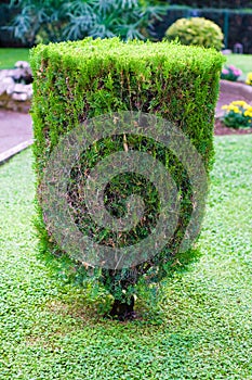 Topiary trimmed bush photo