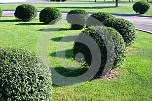 Topiary trimmed bush