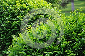 Topiary trimmed bush