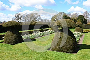 Topiary and Tulips, Hinton Ampner Garden, Hampshire, England.