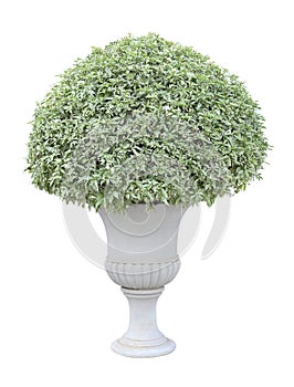 Topiary of white flower with variegated leaf plant on the white urn pot container isolated on white background for formal European