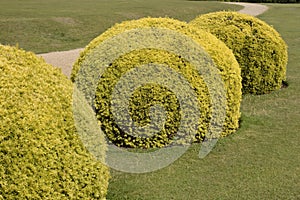 Topiary yew bushes in english country garden