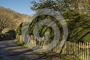 Topiary yew tree hedge