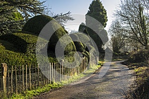 Topiary yew tree hedge