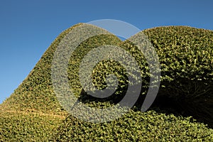 Topiary yew tree hedge