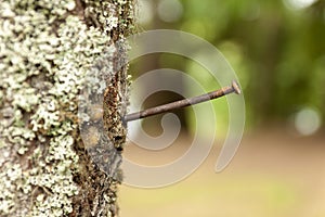 Topic: Take care of nature. A nail sticks out of the tree.