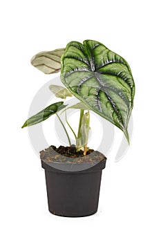 Topical `Alocasia Baginda Dragon Scale` houseplant in flower pot on white background
