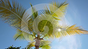 Topical green Palm Tree With Branches Moving in The Wind, Leaf Palm Tree On Blue Sky. Sun shine through tree leaves