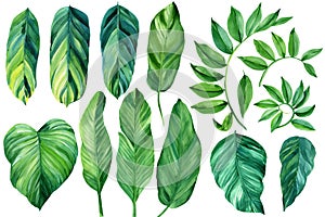 Topical set, green palm leaves, watercolor illustration on isolated white background