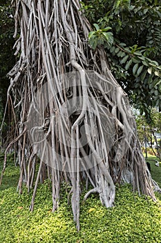 Topical tree - Ficus elastica