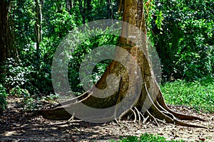 A topical tree with roots in the Gandoca Manzanillo Refuge, Cost Rica